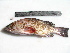  ( - NPPF1117)  @14 [ ] Copyright (2010) H. Asgharian 2010 Unspecified