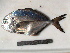  (Uraspis helvola - NPPF1125)  @13 [ ] Copyright (2010) H. Asgharian 2010 Unspecified