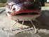  ( - NPPF1126)  @13 [ ] Copyright (2010) H. Asgharian 2010 Unspecified