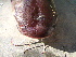  ( - NPPF1126)  @13 [ ] Copyright (2010) H. Asgharian 2010 Unspecified