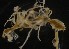  ( - NOAH0485)  @11 [ ] by-nc-sa (2025) Joan J. Soto-Angel University Museum of Bergen, Natural History Collections