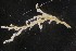  ( - NOAH0536)  @11 [ ] by-nc-sa (2025) Joan J. Soto-Angel University Museum of Bergen, Natural History Collections