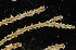  ( - NOAH0781)  @11 [ ] by-nc-sa (2025) Joan J. Soto-Angel University Museum of Bergen, Natural History Collections