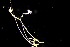 ( - NOAH1155)  @11 [ ] by-nc-sa (2025) Joan J. Soto-Angel University Museum of Bergen, Natural History Collections