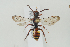 (Nomada panzeri B - NOAPI386)  @14 [ ] CreativeCommons - Attribution Non-Commercial Share-Alike (2014) Arnstein Staverlokk Norwegian Institute of Nature Research