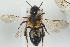  (Andrena scotica - NOAPI436)  @13 [ ] CreativeCommons - Attribution Non-Commercial Share-Alike (2014) Arnstein Staverlokk Norwegian Institute of Nature Research