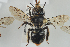  ( - NOAPI528)  @13 [ ] CreativeCommons - Attribution Non-Commercial Share-Alike (2014) Arnstein Staverlokk Norwegian Institute of Nature Research