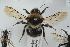  ( - NOAPI561)  @13 [ ] CreativeCommons - Attribution Non-Commercial Share-Alike (2014) Arnstein Staverlokk Norwegian Institute of Nature Research
