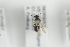  (Andrena nanula - NOAPI305)  @13 [ ] CreativeCommons - Attribution Non-Commercial Share-Alike (2014) Arnstein Staverlokk Norwegian Institute of Nature Research