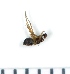  ( - NHMO_ARA00227)  @12 [ ] Unspecified (default): All Rights Reserved  Unspecified Unspecified