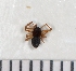  (Hypomma cornutum - NHMO_ARA00302)  @12 [ ] Unspecified (default): All Rights Reserved  Unspecified Unspecified