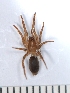  (Haplodrassus umbratilis - NHMO_ARA00037)  @13 [ ] Unspecified (default): All Rights Reserved  Unspecified Unspecified