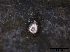  ( - TROM-F15823)  @11 [ ] CreativeCommons - Attribution Non-Commercial Share-Alike (2015) Unspecified Tromso University Museum