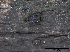  ( - TROM-F15824)  @11 [ ] CreativeCommons - Attribution Non-Commercial Share-Alike (2015) Unspecified Tromso University Museum