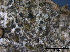  (Rebentischia massalongoi - TROM-F15829)  @11 [ ] CreativeCommons - Attribution Non-Commercial Share-Alike (2015) Unspecified Tromso University Museum
