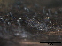  (Eutypa sp - TROM-F15830)  @11 [ ] CreativeCommons - Attribution Non-Commercial Share-Alike (2015) Unspecified Tromso University Museum