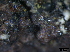  (Rebentischia sp - TROM-F15840)  @11 [ ] CreativeCommons - Attribution Non-Commercial Share-Alike (2015) Unspecified Tromso University Museum