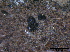  ( - TROM-F15844)  @11 [ ] CreativeCommons - Attribution Non-Commercial Share-Alike (2015) Unspecified Tromso University Museum