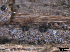  ( - TROM-F15844)  @11 [ ] CreativeCommons - Attribution Non-Commercial Share-Alike (2015) Unspecified Tromso University Museum