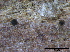  ( - TROM-F15851)  @11 [ ] CreativeCommons - Attribution Non-Commercial Share-Alike (2015) Unspecified Tromso University Museum