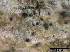  ( - TROM-F15852)  @11 [ ] CreativeCommons - Attribution Non-Commercial Share-Alike (2015) Unspecified Tromso University Museum