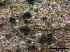  ( - TROM-F15857)  @11 [ ] CreativeCommons - Attribution Non-Commercial Share-Alike (2015) Unspecified Tromso University Museum