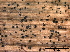  ( - TROM-F15871)  @11 [ ] CreativeCommons - Attribution Non-Commercial Share-Alike (2015) Unspecified Tromso University Museum