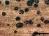  ( - TROM-F15871)  @11 [ ] CreativeCommons - Attribution Non-Commercial Share-Alike (2015) Unspecified Tromso University Museum