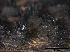  (Diatrypaceae - TROM-F15883)  @11 [ ] CreativeCommons - Attribution Non-Commercial Share-Alike (2015) Unspecified Tromso University Museum