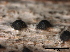  (Clypeosphaeriaceae - TROM-F15891)  @11 [ ] CreativeCommons - Attribution Non-Commercial Share-Alike (2015) Unspecified Tromso University Museum