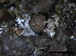  ( - TROM-F26040)  @11 [ ] CreativeCommons - Attribution Non-Commercial Share-Alike (2015) Unspecified Tromso University Museum