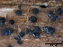  ( - TROM-F26050)  @11 [ ] CreativeCommons - Attribution Non-Commercial Share-Alike (2015) Unspecified Tromso University Museum