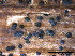  ( - TROM-F26050)  @11 [ ] CreativeCommons - Attribution Non-Commercial Share-Alike (2015) Unspecified Tromso University Museum