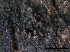  (Xenotypa - TROM-F39382)  @11 [ ] CreativeCommons - Attribution Non-Commercial Share-Alike (2015) Unspecified Tromso University Museum