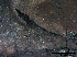  (Hypoxylon macrocarpum - TROM-F42267)  @11 [ ] CreativeCommons - Attribution Non-Commercial Share-Alike (2015) Unspecified Tromso University Museum