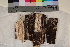  (Hypoxylon fuscum - TROM-F-25280)  @11 [ ] CreativeCommons - Attribution Non-Commercial Share-Alike (2017) Unspecified Tromsø University Museum