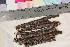  ( - TROM-F-25458)  @11 [ ] CreativeCommons - Attribution Non-Commercial Share-Alike (2017) Unspecified Tromsø University Museum