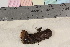  ( - TROM-F-25926)  @11 [ ] CreativeCommons - Attribution Non-Commercial Share-Alike (2017) Unspecified Tromsø University Museum