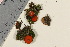  ( - TROM_F_26177)  @11 [ ] CreativeCommons - Attribution Non-Commercial Share-Alike (2016) Unspecified Tromsø University Museum