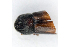  ( - NHMO-Col00100)  @12 [ ] Unspecified (default): All Rights Reserved  Unspecified Unspecified