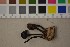  ( - O-F-57629)  @11 [ ] CreativeCommons - Attribution Non-Commercial Share-Alike (2016) Unspecified University of Oslo, Natural History Museum