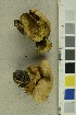  (Neoboletus - O-F-64541)  @11 [ ] CreativeCommons - Attribution Non-Commercial Share-Alike (2019) Unspecified University of Oslo, Natural History Museum