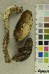  (Leccinum variicolor - O-F-64570)  @11 [ ] CreativeCommons - Attribution Non-Commercial Share-Alike (2019) Unspecified University of Oslo, Natural History Museum