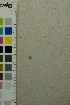  ( - O-F-65987)  @11 [ ] by-nc-sa (2025) Unspecified University of Oslo, Natural History Museum