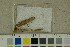  ( - O-F-66668)  @11 [ ] by-nc-sa (2023) Unspecified University of Oslo, Natural History Museum