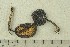 ( - O-F-67194)  @11 [ ] CreativeCommons - Attribution Non-Commercial Share-Alike (2019) Unspecified University of Oslo, Natural History Museum