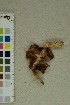  ( - O-F-72917)  @11 [ ] by-nc-sa (2025) Unspecified University of Oslo, Natural History Museum