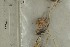  ( - O-F-74441)  @11 [ ] by-nc-sa (2021) Unspecified University of Oslo, Natural History Museum