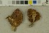  (Hortiboletus engelii - O-F-93643)  @11 [ ] by-nc-sa (2023) Unspecified University of Oslo, Natural History Museum