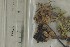  (Psathyrella maculata - O-F-146200)  @11 [ ] by-nc-sa (2021) Unspecified University of Oslo, Natural History Museum
